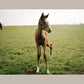Horse Racing: Photography by Arthur Frank